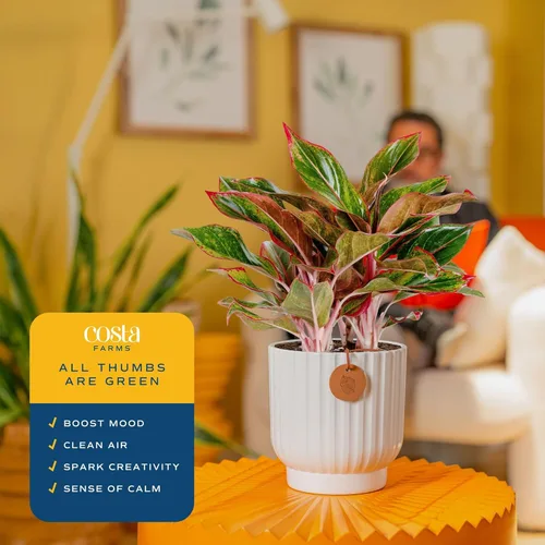 Miniatura 5 de Costa Farms Árbol de hoja perenne chino, fácil de cultivar, planta de interior en maceta en maceta en bonita maceta decorativa, regalo diario