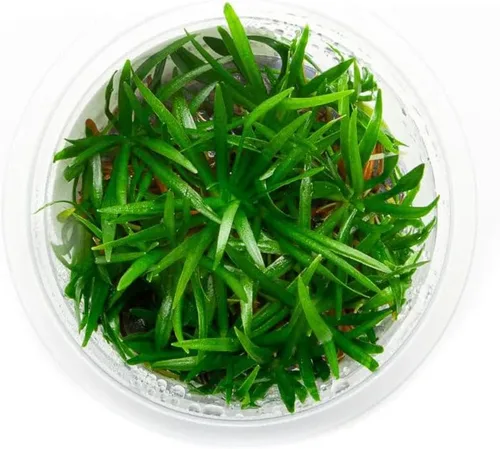Miniatura 19 de Planta viva SubstrateSource - Hierba enana Eleocharis Belem cultivada en tejidos acuáticos para acuario - 100% libre de caracoles en copa in vitro