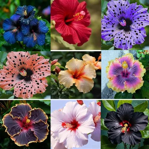200 semillas de flores de hibisco para plantar, semillas de flores de hibisco raras de colores mixtos, variedad de semillas de bonsái sin OMG para