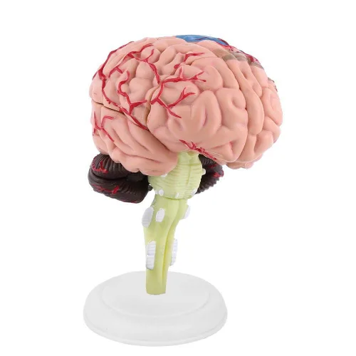 Miniatura 6 de Modelo de cerebro humano, modelo cerebral anatómico médico con arterias para ciencias Exhibición de estudio en el aula Modelo médico de enseñanza