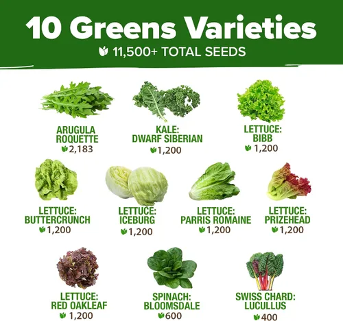 Miniatura 2 de HOME GROWN Más de 11,500 semillas de lechuga de reliquia, 10 variedades que incluyen romaina, Buttercrunch, iceberg, col rizada y espinaca, semillas