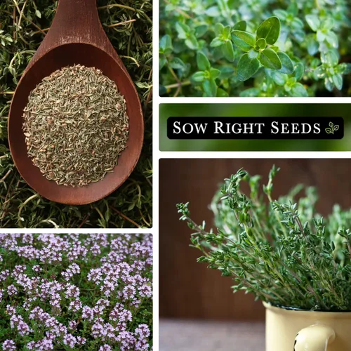 Miniatura 4 de Sow Right Seeds - Semilla de tomillo para plantar - Paquete de reliquia sin OMG con instrucciones para plantar fácilmente tu jardín de hierbas