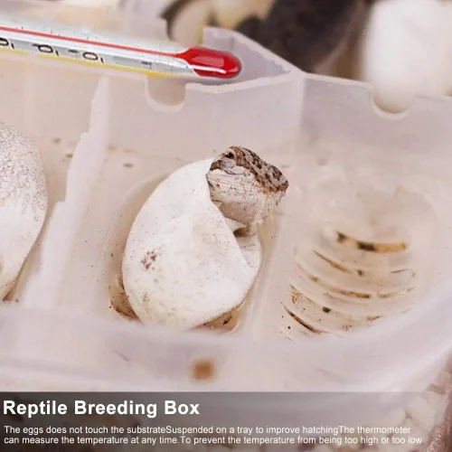 Miniatura 6 de Caja de cría de reptiles, incubadoras de huevos de reptiles de plástico con tapa transparente para eclosionar, lagartos, melena de león, reptiles