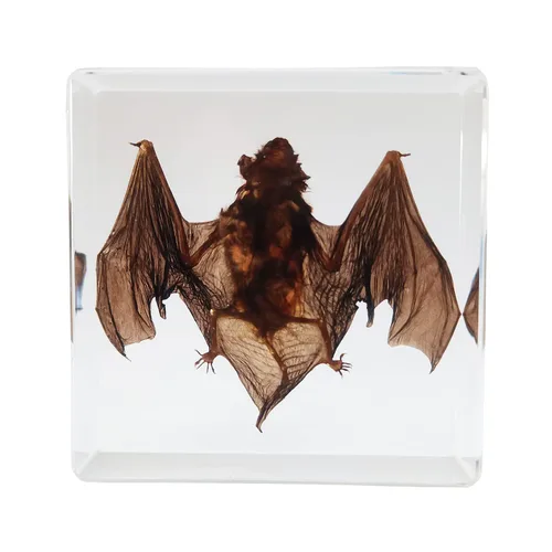 Miniatura 2 de Muestras de murciélago reales en manualidades de pisapapapeles de resina, colección de taxidermia de animales para educación científica y adorno