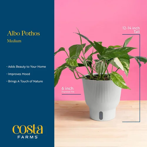 Miniatura 4 de Costa Farms – Planta de Pothos Albo Variegado viva en maceta auto-regante, purificadora de aire para interior, perfecta para decoración del hogar