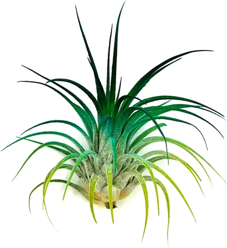 Miniatura 10 de ragnaroc Plantas de aire Tillandsia Ionantha, Regular 2-3 pulgadas - 1 unidad - Color orgánico mejorado - Llegada en vivo garantizada - Plantas