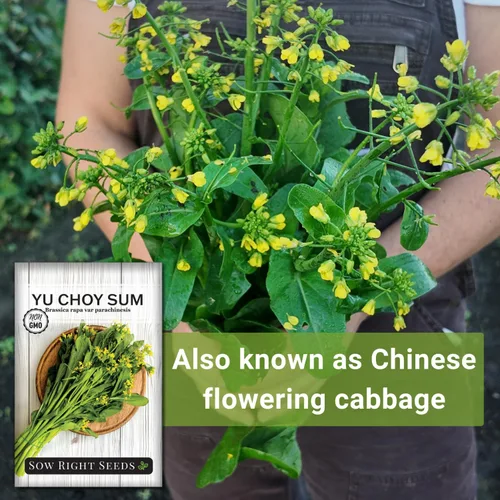 Miniatura 5 de Sow Right Seeds - Semillas Yu Choy Sum para plantar - Variedad única de repollo chino - Vegetal asiático - Fácil de cultivar - Verdes tradicionales