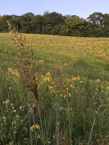 Miniatura 9 de Hale Habitat & Seed Refugio de hierba nativa y flores silvestres, mezcla de semillas de vida silvestre y polinizador, 1/4 acre