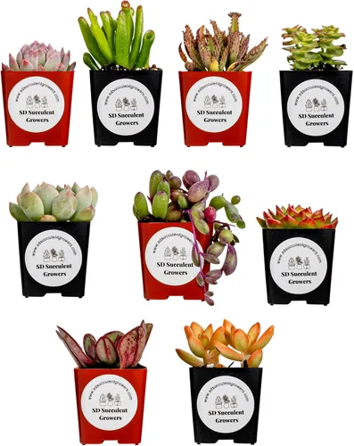 Miniatura 9 de Paquete misterioso de plantas suculentas vivas, variedad de plantas bien enraizadas en macetas de 2 pulgadas, plantas de interior reales, pequeñas