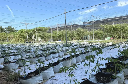 Miniatura 8 de HORTIPOTS Bolsas de cultivo de plástico blanco y negro de 0.5 galones (paquete de 100)