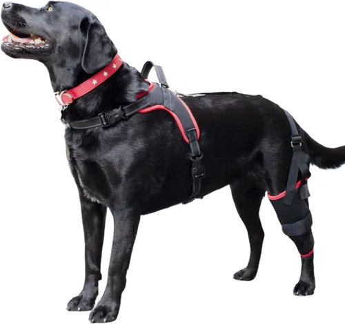 Miniatura 6 de Rodillera para perro con arnés – Soporte premium para lesiones de ligamento cruzado anterior, lesiones en las piernas traseras, rótula luxante