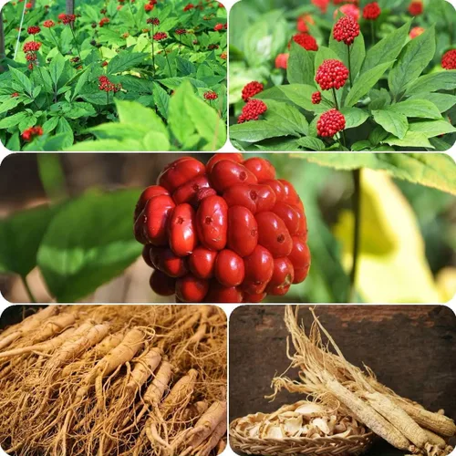 American Ginseng Easy Growing 20 semillas para plantar, Panax Quinquefolius Limited Supply ¡Ordene ahora!