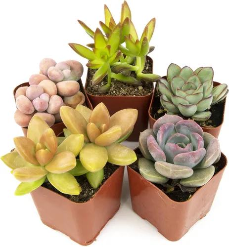 Altman Plants, Plantas suculentas vivas de interior (5 unidades), plantas suculentas vivas de interior, plantas vivas de interior, plantas vivas de