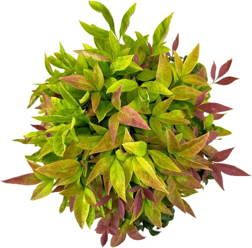 Miniatura 2 de Blooming & Beautiful - Blush Pink Nandina - 3 gal - Southern Living - Arbusto de hoja perenne enana - Follaje de color rosa - Compacto de bajo