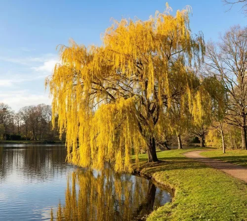 Semillas de sauce llorón (Salix babylonica) para plantar, árbol caducifolio perenne con ramas lloronas elegantes, hábito amante del agua, ideal para