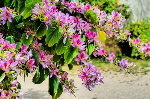 10 variedades populares de semillas de bonsái tradicionales no transgénicas, arce rojo, olmo, abeto azul, abeto negro, pino negro, glicinia, Sakura,