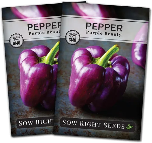 Miniatura 6 de Sow Right Seeds - Semillas de pimiento Purple Beauty para plantar - Paquete de reliquia sin OMG con instrucciones para plantar y cultivar un huerto