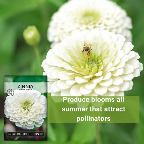 Miniatura 5 de Sow Right Seeds - Semillas de flores de oso polar Zinnia para plantar - Hermosas flores para plantar en el jardín de tu casa - Paquete de reliquia