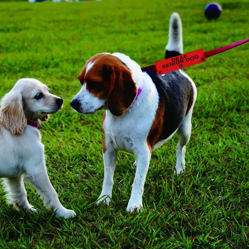Miniatura 4 de Correa para perro con discapacidad auditiva para perros sordos mayores para perros con necesidades especiales (funda para perro sordo mayor)