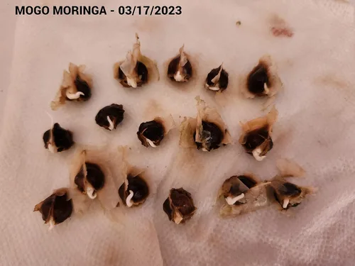Miniatura 6 de 100 Semillas de Moringa Aproximadamente Semillas de Moringa para Plantar Comestibles, Excelente Germinación Grado Premium PKM1 Semillas