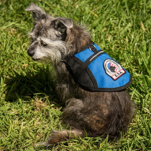 Miniatura 7 de Chaleco prémium para perro de apoyo emocional Chaleco para perro ESA Panel de enfriamiento de malla Arnés de apoyo emocional para perro