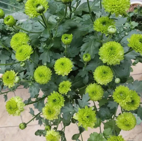 Miniatura 3 de 100 piezas de semillas de crisantemo pompón de colores mixtos, semillas de flores de pompón para el patio