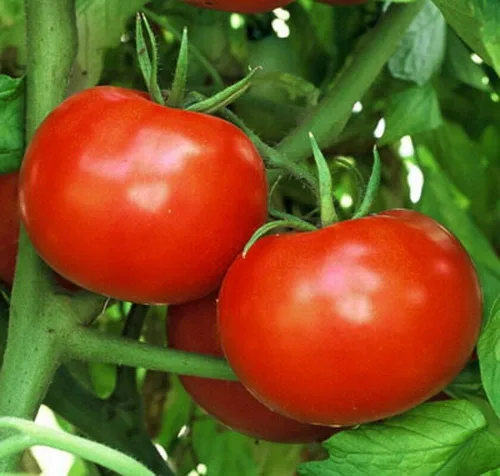 250 semillas de tomate Rutger's Heirloom – No transgénicos – Semillas siempre frescas – Semillas de siembra para huerto doméstico
