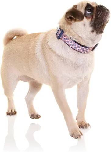 Miniatura 5 de DOOG - Collar de perro ajustable acolchado de neopreno suave y transpirable disponible: perros y cachorros XS, pequeños, medianos y grandes