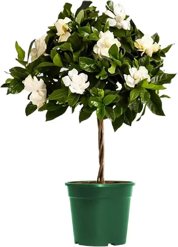 Miniatura 10 de American Plant Exchange Gardenia Radicans – Arbusto vivo en maceta de 10 pulgadas, flores blancas fragantes, planta perenne de fácil cuidado