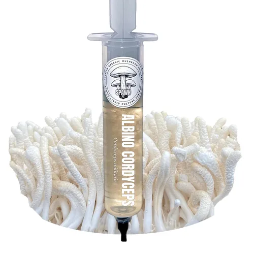 Cultivo líquido de Cordyceps albino (Cordyceps militaris) 20mL | Sustrato para micología