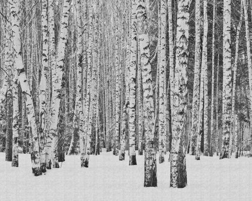 CONCORD WALLCOVERINGS ™ Papel tapiz de pared Nature para dormitorio, árboles y bosques, blanco y negro, 146 pulgadas de ancho x 110 pulgadas de