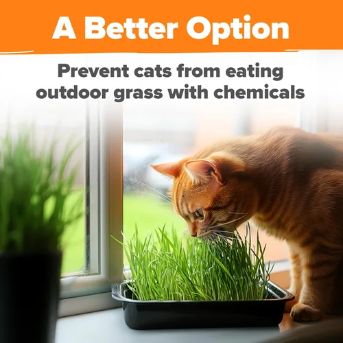 Miniatura 5 de HOME GROWN Mezcla de 3 semillas de hierba para gatos – Semillas de avena, alfalfa y hierba de gato sin OMG Hierba interior para gatos Verdes
