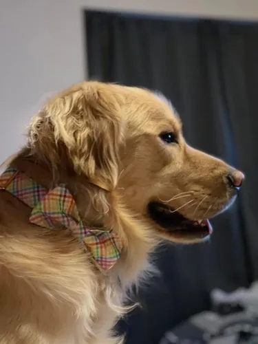 Miniatura 6 de Lionet Paws Collar de Pascua para perro con corbatín, colorido y lindo collar de algodón con hebilla de metal para perros medianos, hembras, M