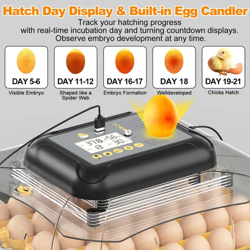 Miniatura 4 de Incubadora de 30 huevos para incubar huevos con giro automático de huevos, pantalla de temperatura y humedad de alta precisión, día de escotilla