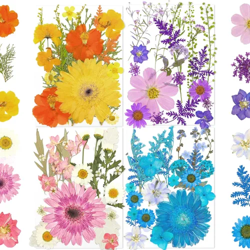 Miniatura 10 de Más de 170 pétalos de hojas de flores secas prensadas para manualidades, hermosas flores prensadas margaritas para joyas de resina, flores Color-a