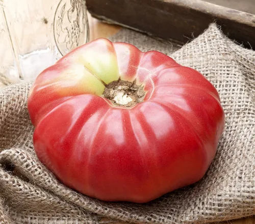 Paquete de semillas prémium de tomate German Queen Heirloom + más