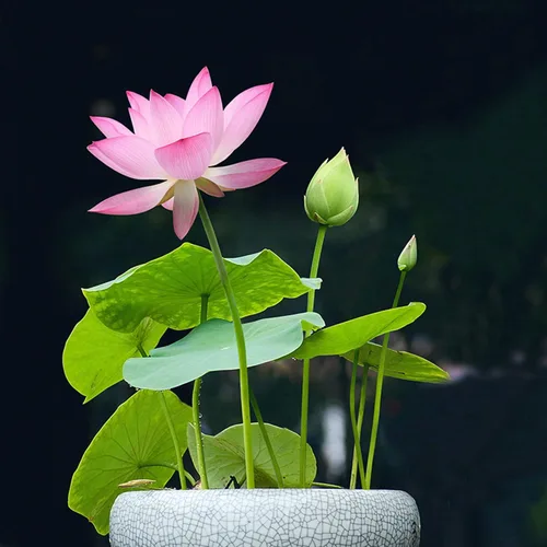 Semillas de flor de loto para plantar en el hogar, flores decorativas mixtas de color rosa y rojo, pueden purificar el agua y el aire, planta