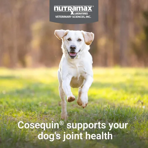Miniatura 3 de Nutramax Cosequin - Suplemento para la salud de las articulaciones para perros, contiene glucosamina, más condroitina, MSM y omega-3, apoya la salud