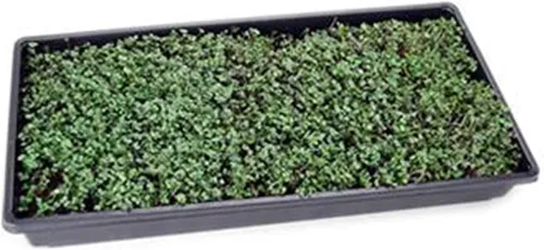 Miniatura 3 de Organic Basic - Mezcla de semillas de microgreens – Bolsa resellable de 5 libras – Uso para jardinería interior, cultivo de microverduras y más
