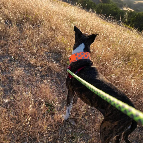 Miniatura 8 de SafetyPUP XD Collar reflectante para perro – Collar de perro naranja resplandeciente, cierre ajustable para un collar personalizable de alta