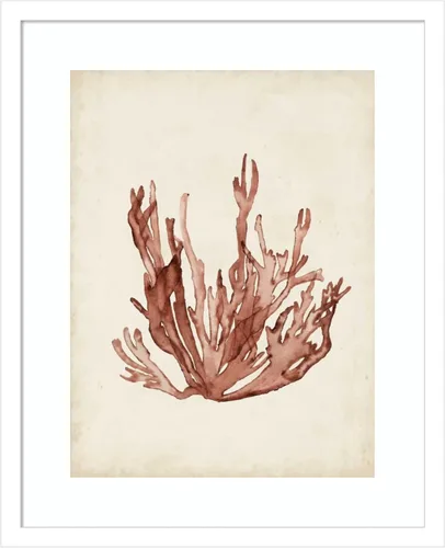 Amanti Art Framed Wall Art Print 21x17 Seaweed Specimens VII by Naomi McCavitt, Beach Wall Art, Vintage Decor, Small Poster Painting Artwork for