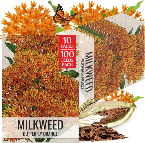 Miniatura 12 de Seed Needs Semillas de algodoncillo naranja para plantar malezas de mariposa, semillas de flores perennes sin tratar para cultivar un jardín