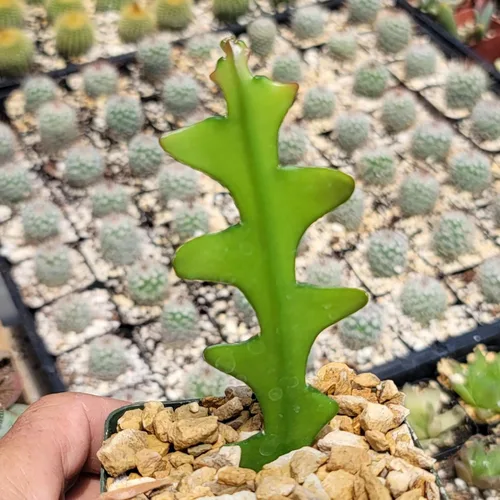 Miniatura 8 de Planet Desert Epiphyllum anguliger Fishbone Cactus