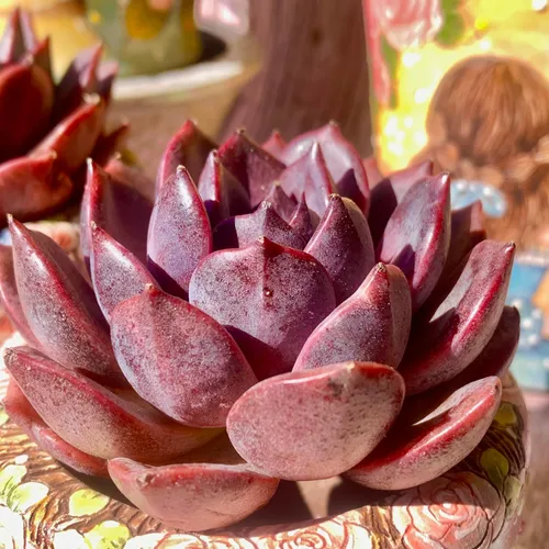 Miniatura 13 de Echeveria - Kit de suculentas de vino tinto y champán, con maceta de plástico, 1 cabeza de planta viva de 2 pulgadas, suelo comprimido y guía