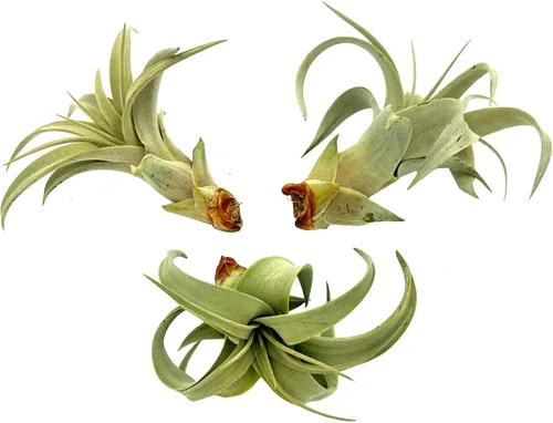 Miniatura 12 de ragnaroc Air Plants - Tillandsia Xerographica Pups, grandes 4-6 pulgadas, 2 unidades, llegada en vivo garantizada, plantas