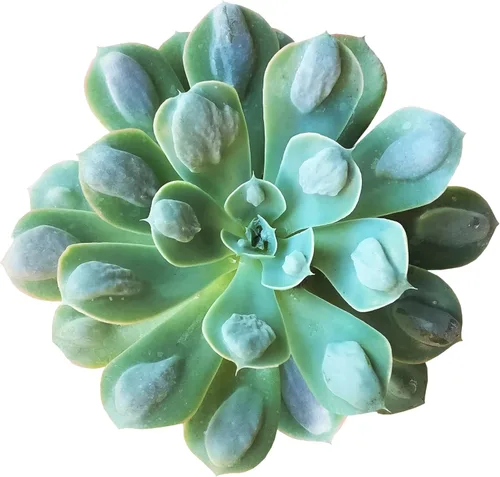 Miniatura 10 de Echeveria Agavoides Christmas 2 pulgadas Suculenta saludable Echeveria Live Easy Care planta interior casa, totalmente arraigada en tamaños