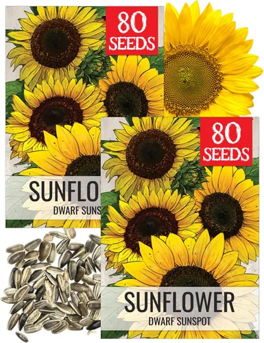 Seed Needs Semillas de girasol para plantar girasoles de manchas solares enanas, semillas de flores de corte anual de polinización abierta para