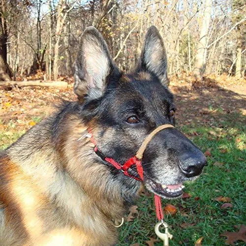 Miniatura 3 de Comfort Trainer - Cabestro de cabeza de perro, talla 3, color negro
