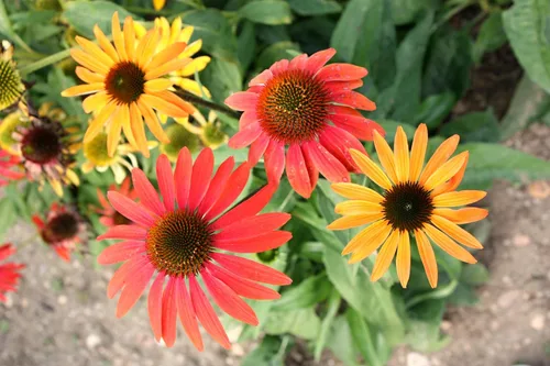 Miniatura 3 de 25 semillas de flor de hierba blanca y naranja rojo amarillo púrpura rosa blanco