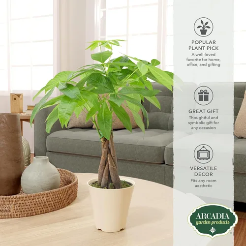 Miniatura 5 de Árbol de dinero trenzado vivo Pachira Aquatica Planta de interior en maceta de plástico de marca Arcadia Garden, regalo para coleccionista de Money